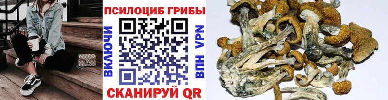 Псилоцибиновые грибы Psilocybe  где найти наркотики  hydra ССЫЛКА  Сарапул 